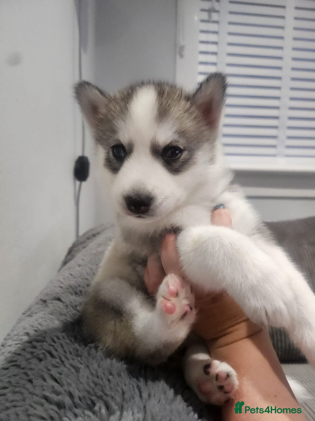 Siberian Husky dogs for sale: Female Siberian Husky  - Advert 3