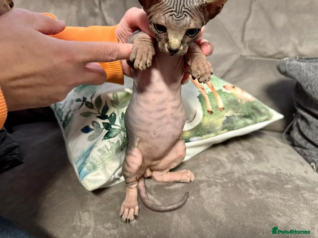 Sphynx cats for sale: Beautiful Male and Female Elf Sphynx Kittens  in Market Rasen - Image 4