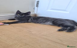 Maine Coon cats for sale: Main coons - Image 6
