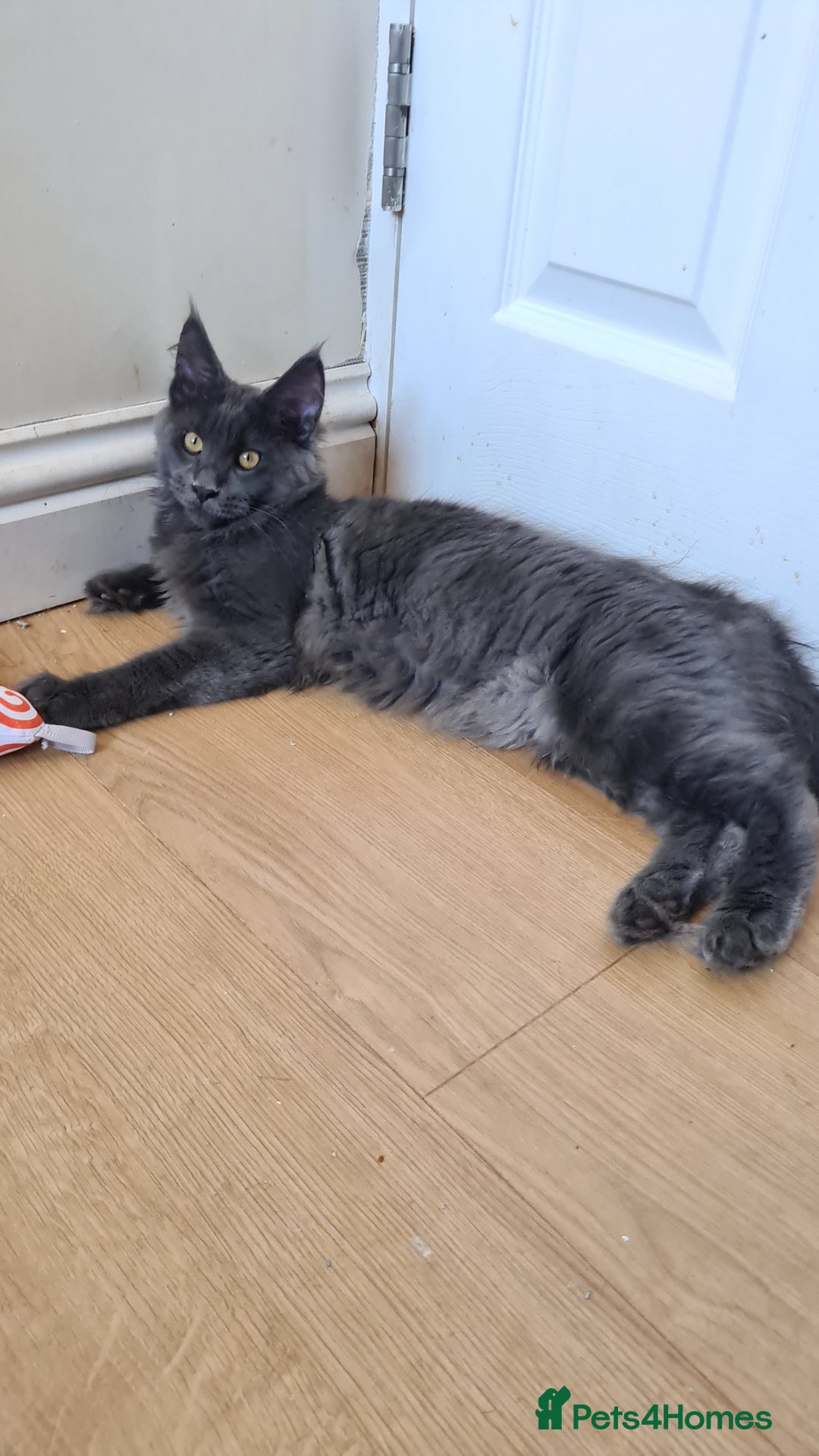 Maine Coon cats for sale: Main coons - Image 6
