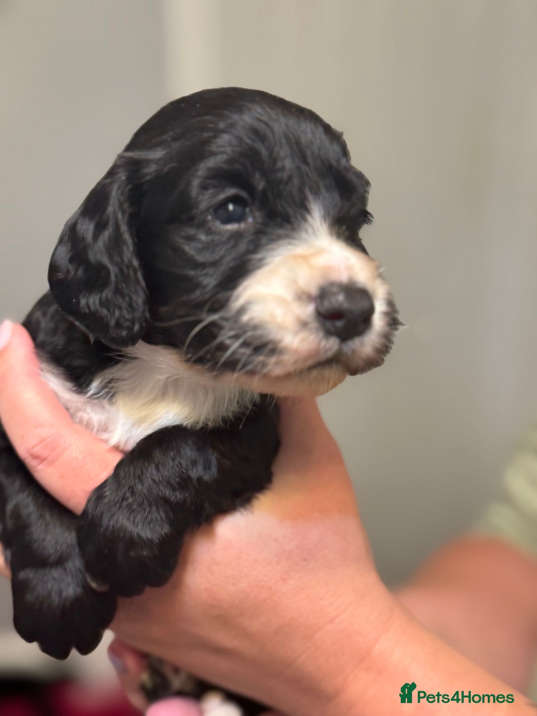 Sprocker dogs for sale: Beautiful Sprockers - Image 4