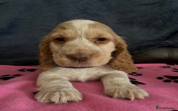 Cocker Spaniel dogs for sale: Stunning show type cocker spaniel puppies  - Image 23