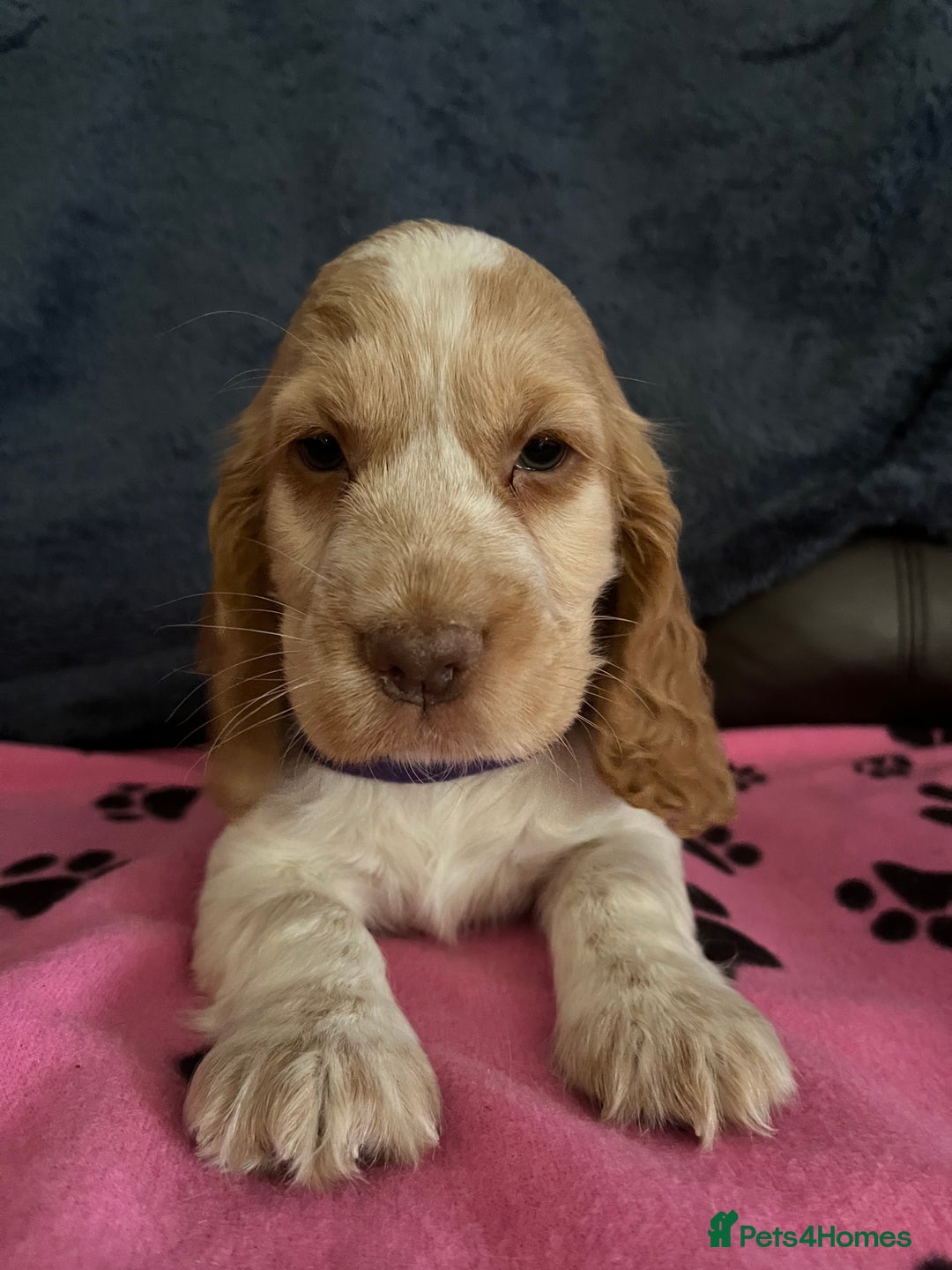 Cocker Spaniel dogs for sale: Stunning show type cocker spaniel puppies  - Image 23