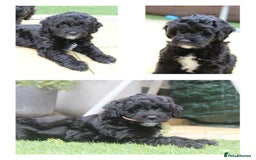 Australian Labradoodle dogs for sale: Health-tested Australian Labradoodle puppies - Image 2