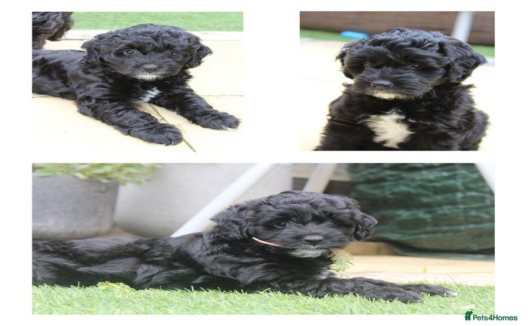 Australian Labradoodle dogs - Advert 1