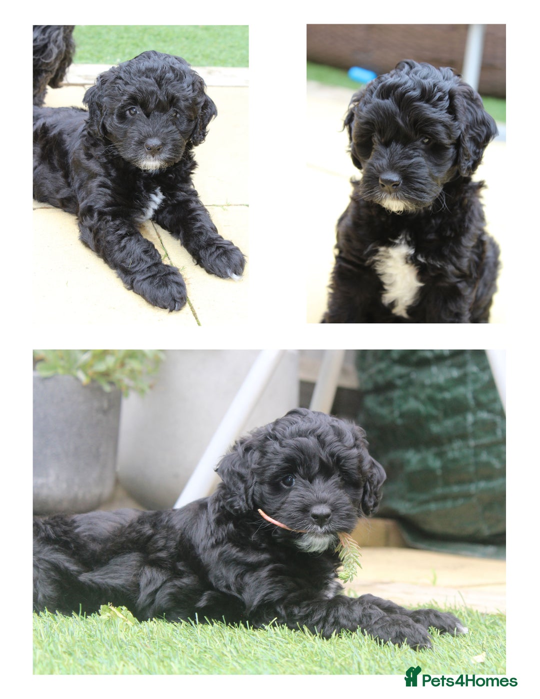 Australian Labradoodle dogs for sale: Health-tested Australian Labradoodle puppies - Image 2