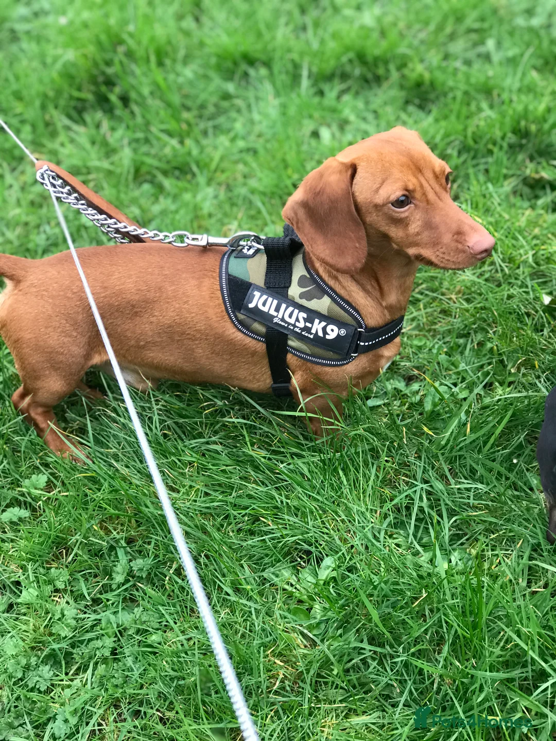 Miniature Dachshund dogs for stud: Miniature dachshunds for stud - Advert 2