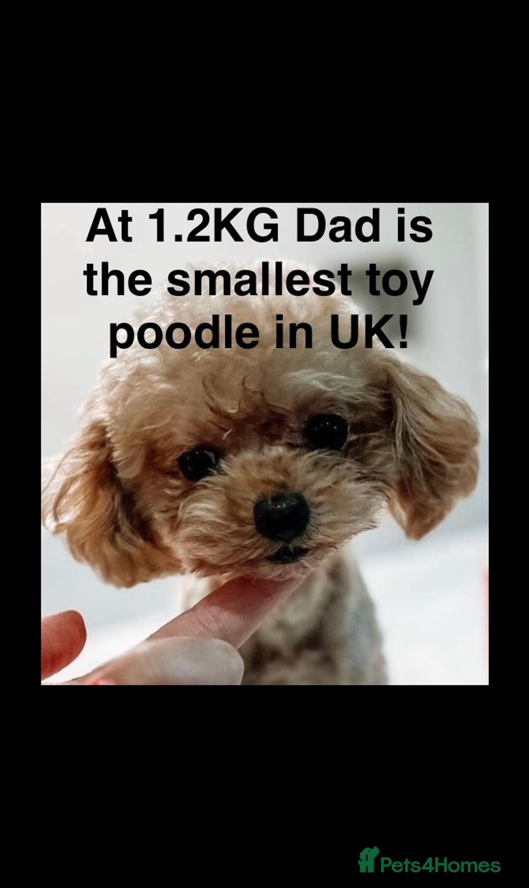 Maltipoo dogs for sale: Rare maltipoo puppies please read description  - Advert 19