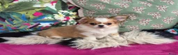 Chihuahua dogs for sale: Amazing Longcoat Apple head Chihuahua Puppies - Advert 10