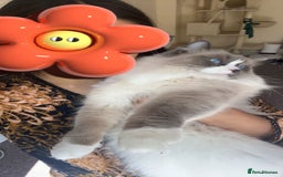 Ragdoll cats for sale: Beautiful ragdoll cat  - Image 4