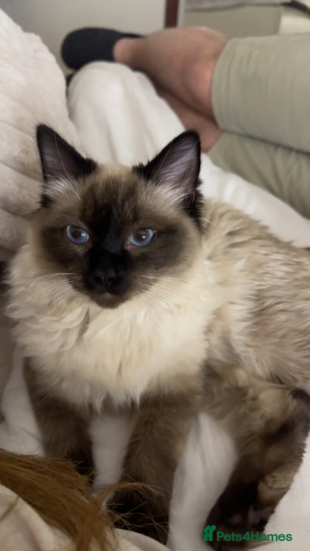 Ragdoll cats for sale: Male ragdoll cat - Advert 2