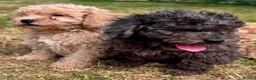 Cavapoo dogs for sale: 3 stunning F1b cavapoos  - Advert 5