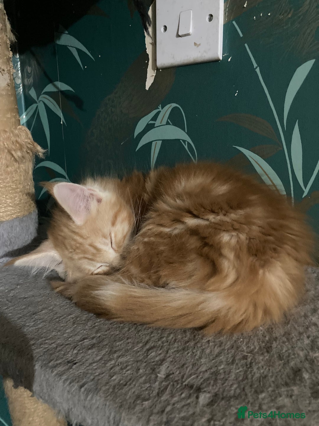 Maine Coon cats for sale: Ready now Beautiful chunky Maine coon kittens - Advert 7