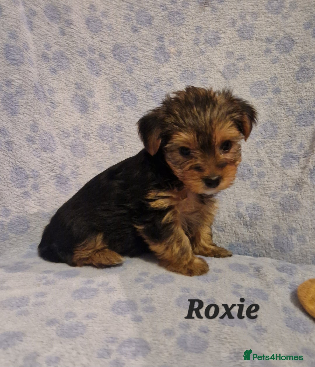 Yorkshire Terrier dogs for sale: Beautiful yorkie puppies - Advert 15