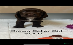 Cocker Spaniel dogs for sale: Beautiful Cocker Spaniel Puppies  - Image 11