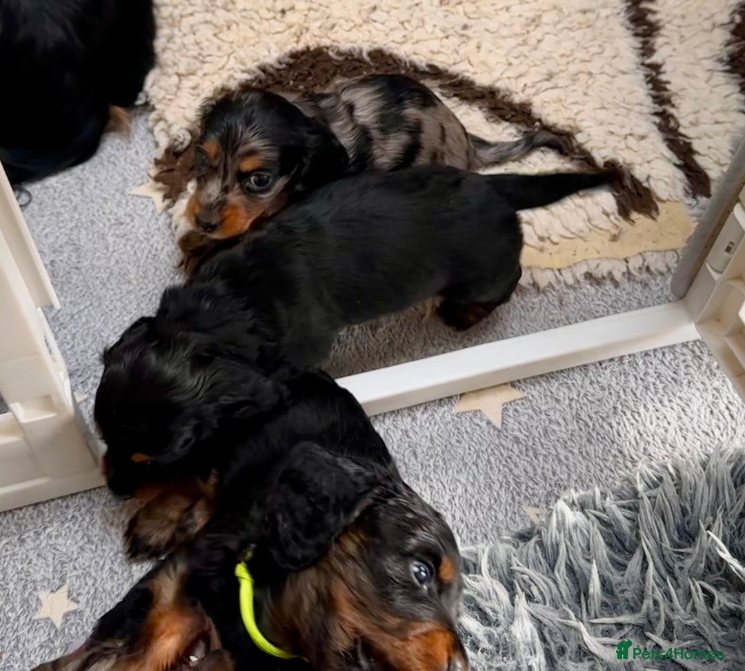 Miniature Dachshund dogs for sale: Beautiful litter of long haired mini dachshunds  - Image 18