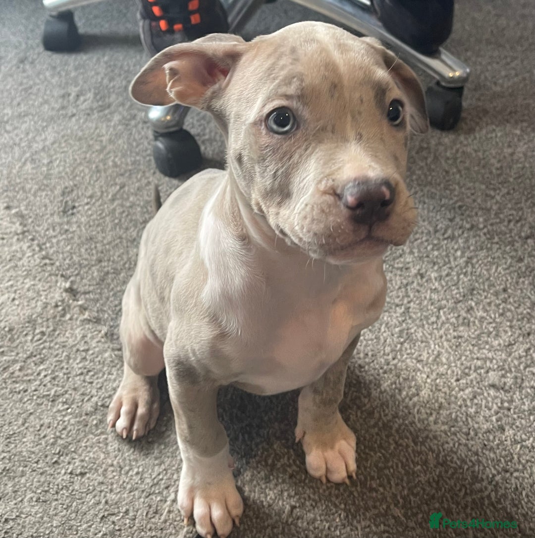American Bully dogs for sale: Standard bully puppies ready to go - Image 4