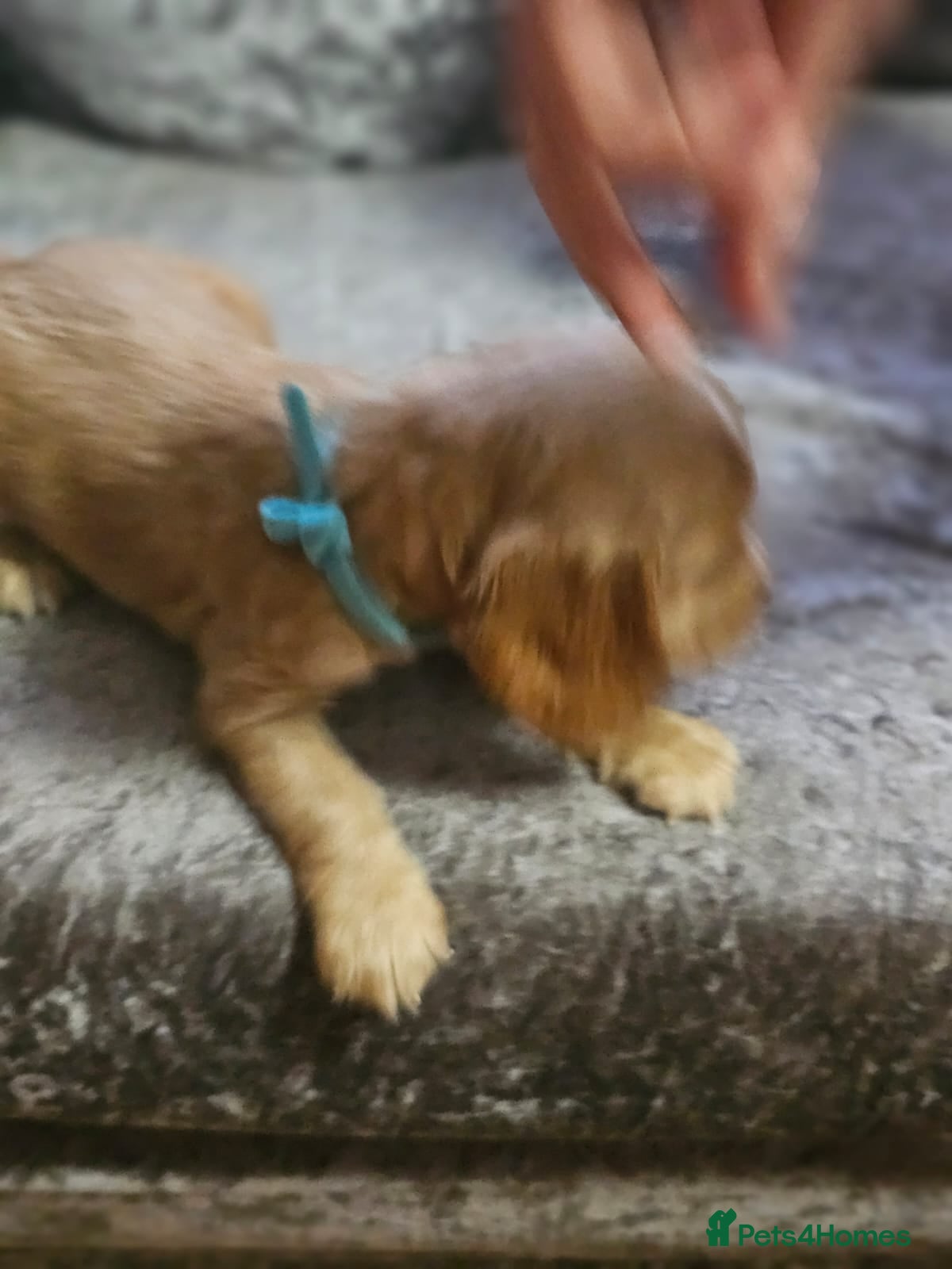 Cocker Spaniel dogs for sale: cocker spaniel puppies - Advert 21