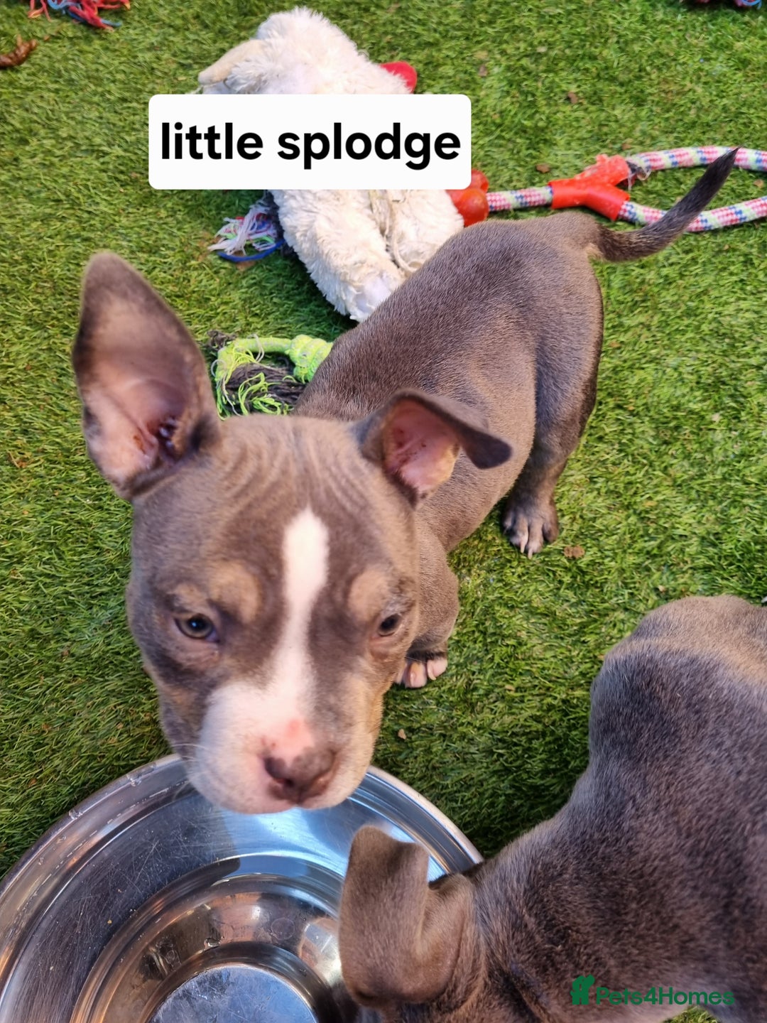 American Bully dogs for sale: Blue & lilac tri pocket bully’s  - Image 15