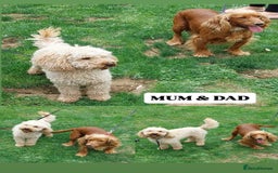 Cockapoo dogs for sale: Stunning F1 cockapoo puppies  - Image 10