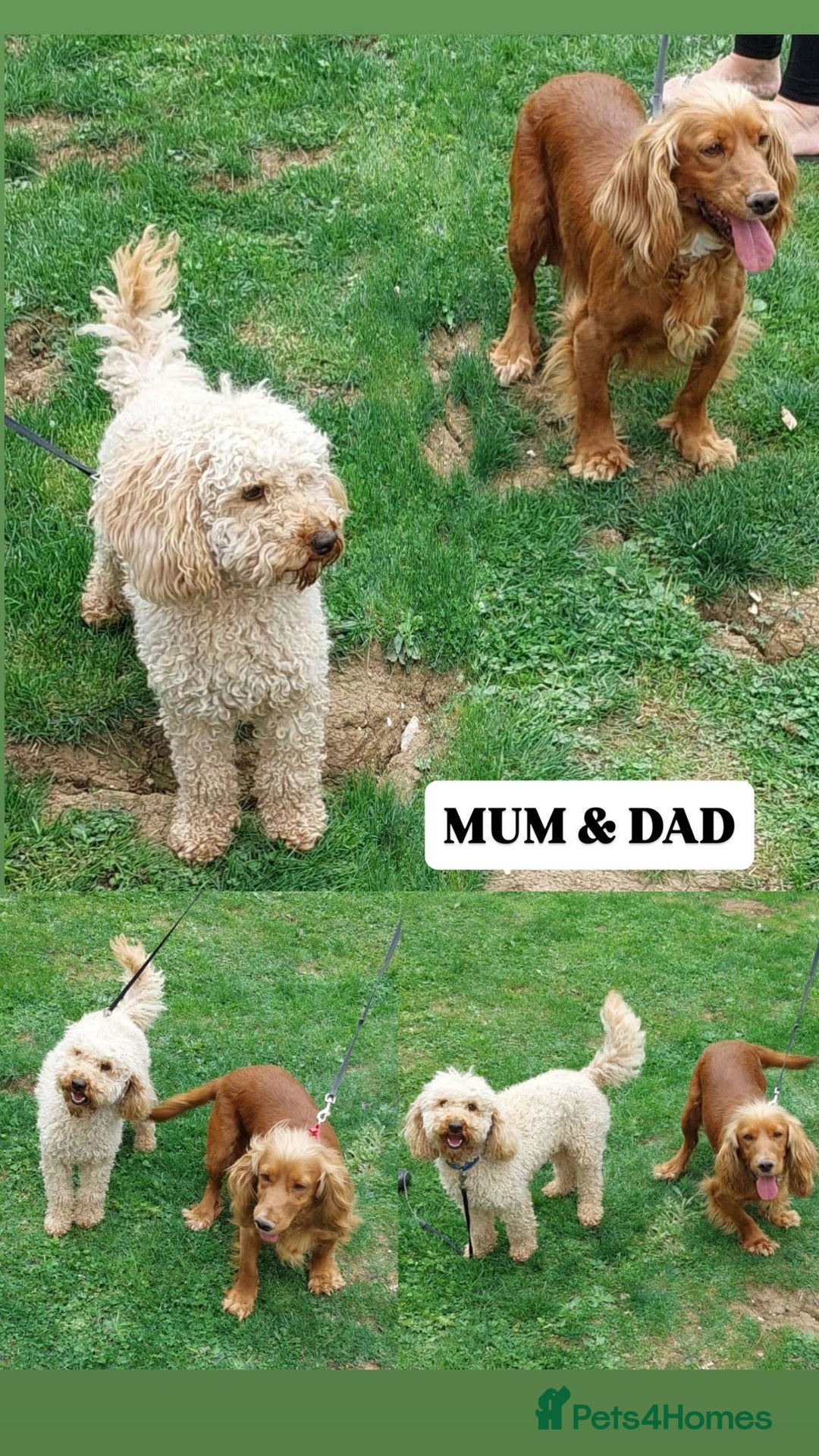 Cockapoo dogs for sale: Stunning F1 cockapoo puppies  - Image 10