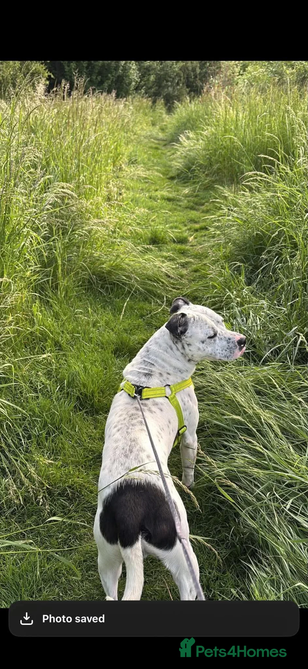 Mixed Breed dogs for sale: Blu 2 year old staffy cross  - Advert 2