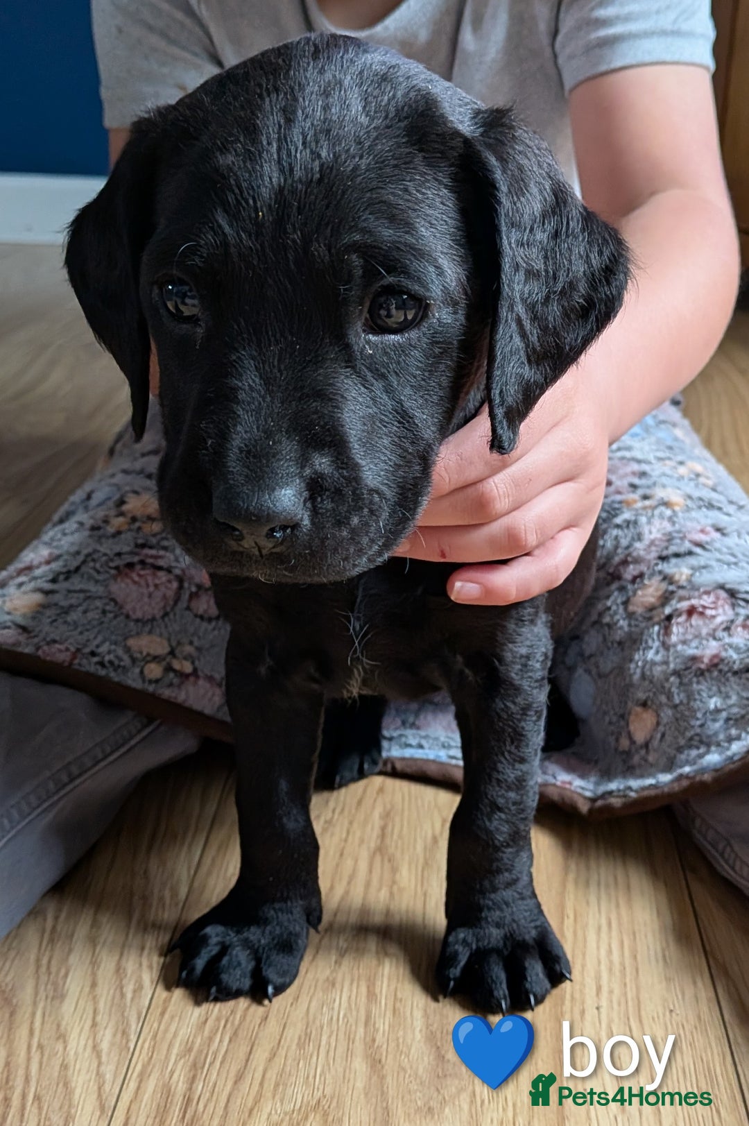 Labrador Retriever dogs for sale: Labrador puppies - Advert 14