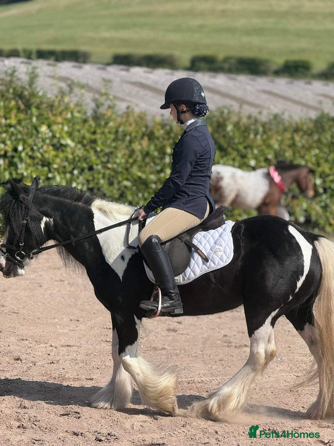 Irish Cob horses for sale: 12.2hh Gypsy Cob Mare – mothers dream  - Image 4