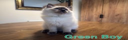 Ragdoll cats for sale: 6 Gorgeous Full Breed Ragdoll Kittens Ready to Go! - Advert 20