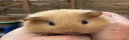 Guinea Pig rodents for sale: Lovely baby guinea pig boys - Advert 9