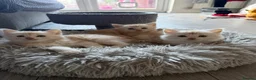 Mixed Breed cats for sale: Half Maine Coon Female Ginger kitten  - Advert 4