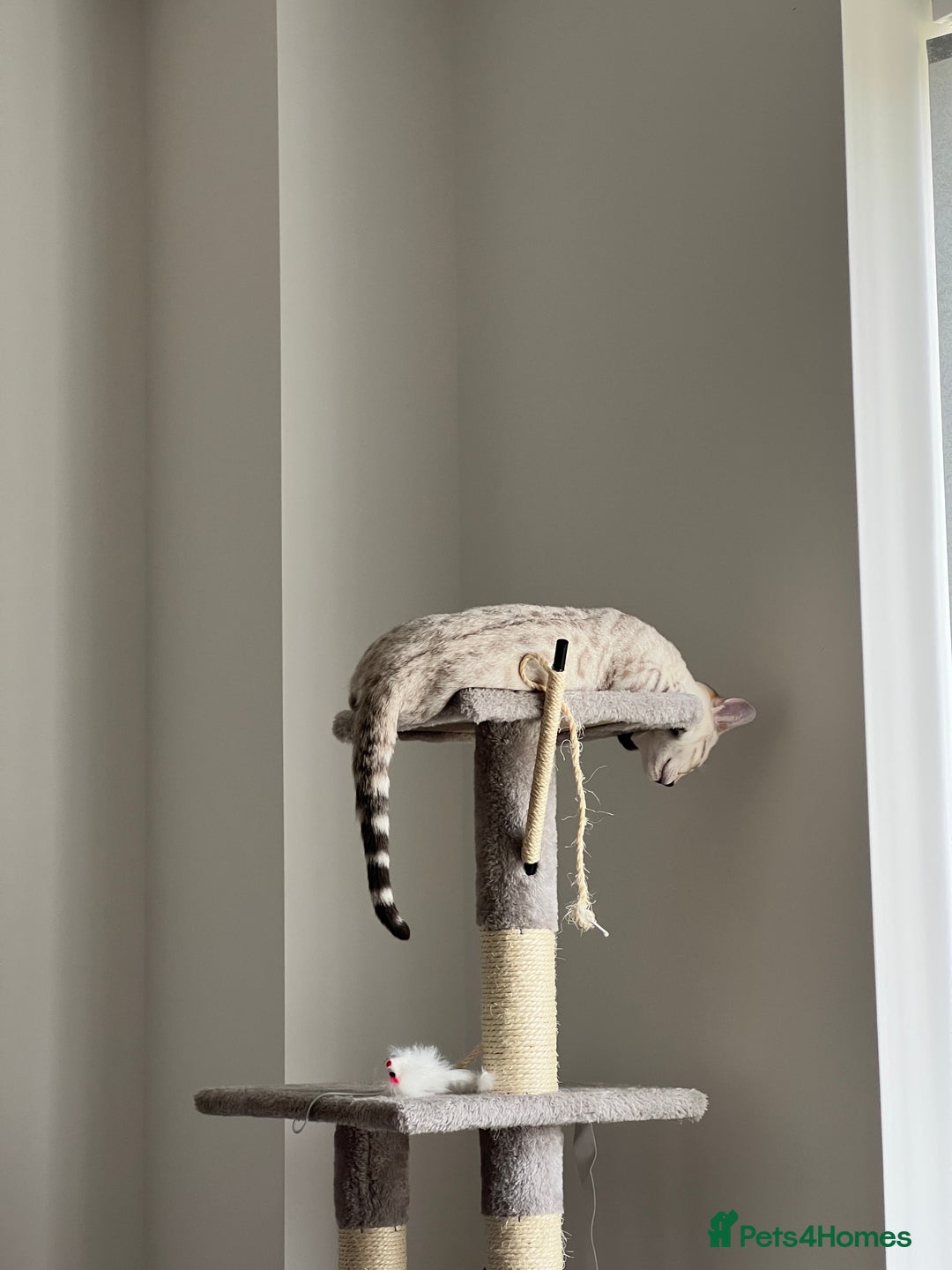 Bengal cats for sale: Snow bengal female kitten - Advert 9