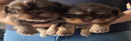Shih Tzu dogs for sale: Shitzu puppies  in Ramsgate - Advert 5