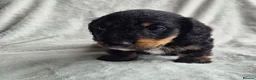 Miniature Dachshund dogs for sale: First generation Silky Wire Haired Mini Dachshund  - Advert 7