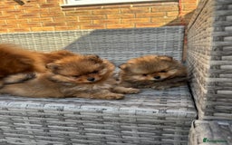 Pomeranian dogs for sale: LOOKING FOR THEIR FOREVER HOME ❤️ - Image 1