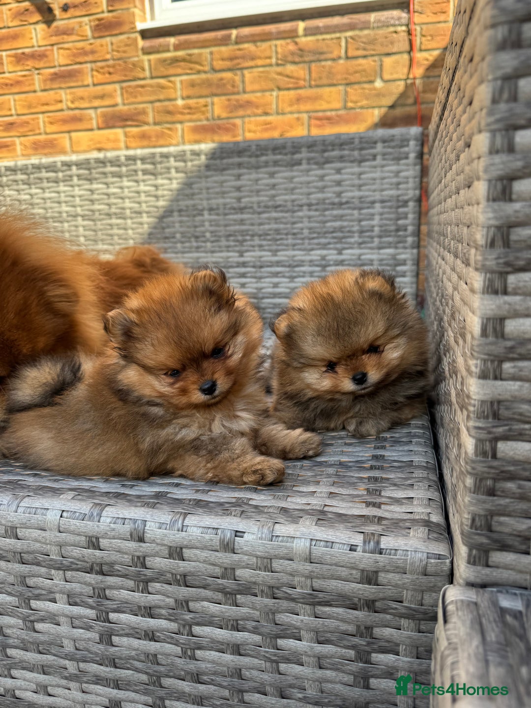 Pomeranian dogs for sale: LOOKING FOR THEIR FOREVER HOME ❤️ - Image 1
