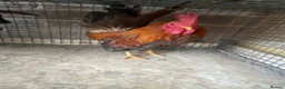 Chickens poultry for sale: Beautiful chicken , eggs , see details for price  - Advert 9