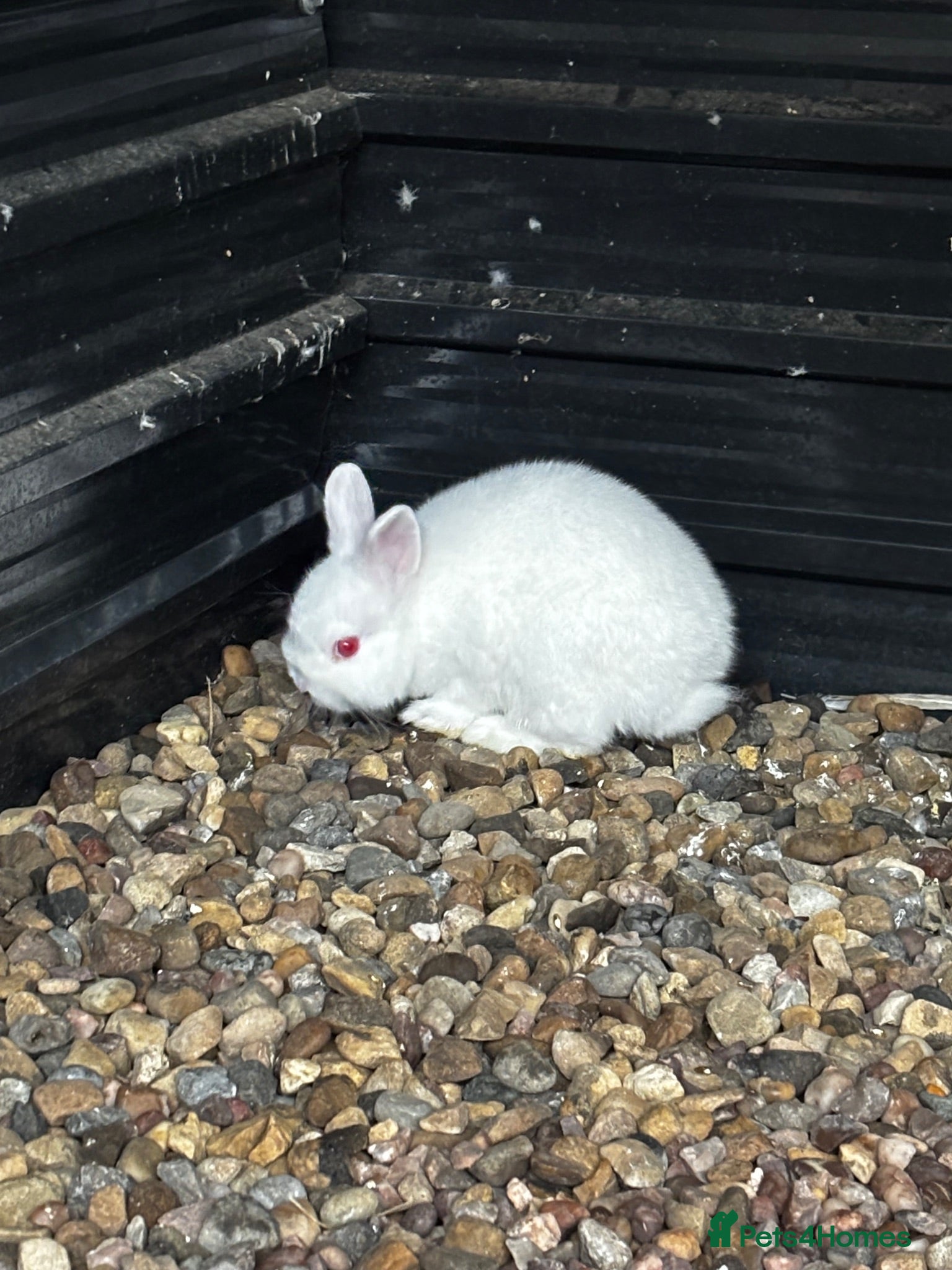 Netherland Dwarf rabbits Netherland dwarf buck  - Advert 1