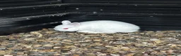 Netherland Dwarf rabbits for sale: Netherland dwarf buck  - Advert 1