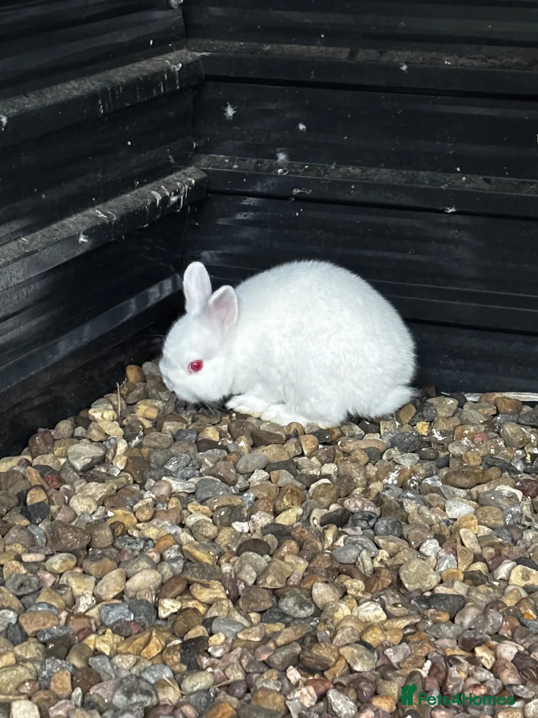 Netherland Dwarf rabbits for sale: Netherland dwarf buck  - Advert 1