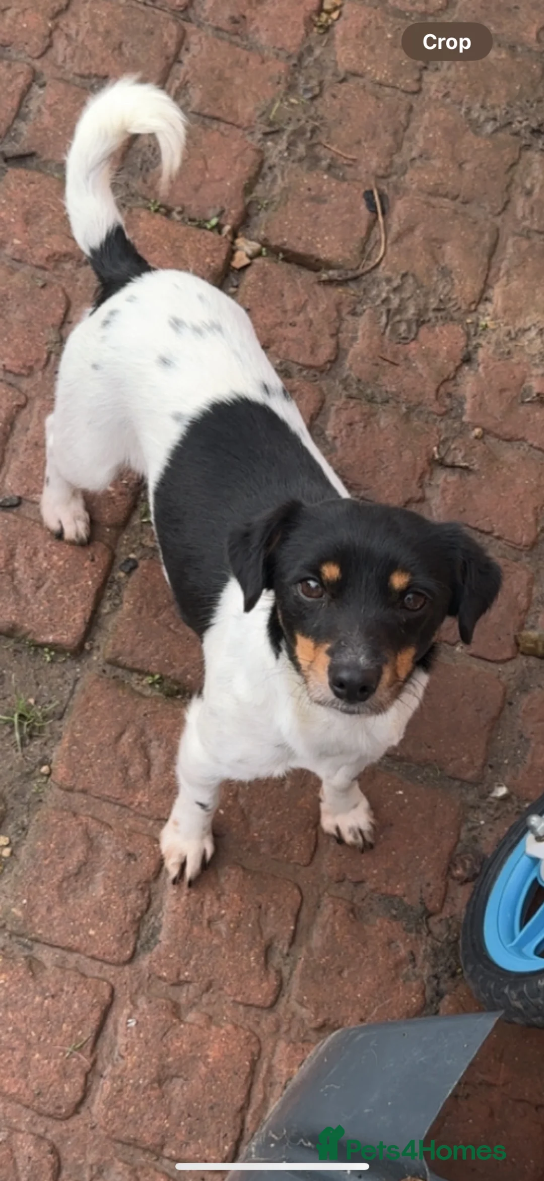 Jack Russell dogs for sale: Stunning jack Russel puppies  - Advert 2