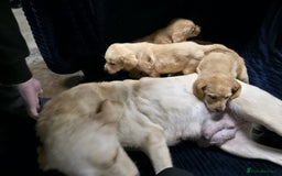 Labrador Retriever dogs for sale: Golden Labrador puppies  - Image 6