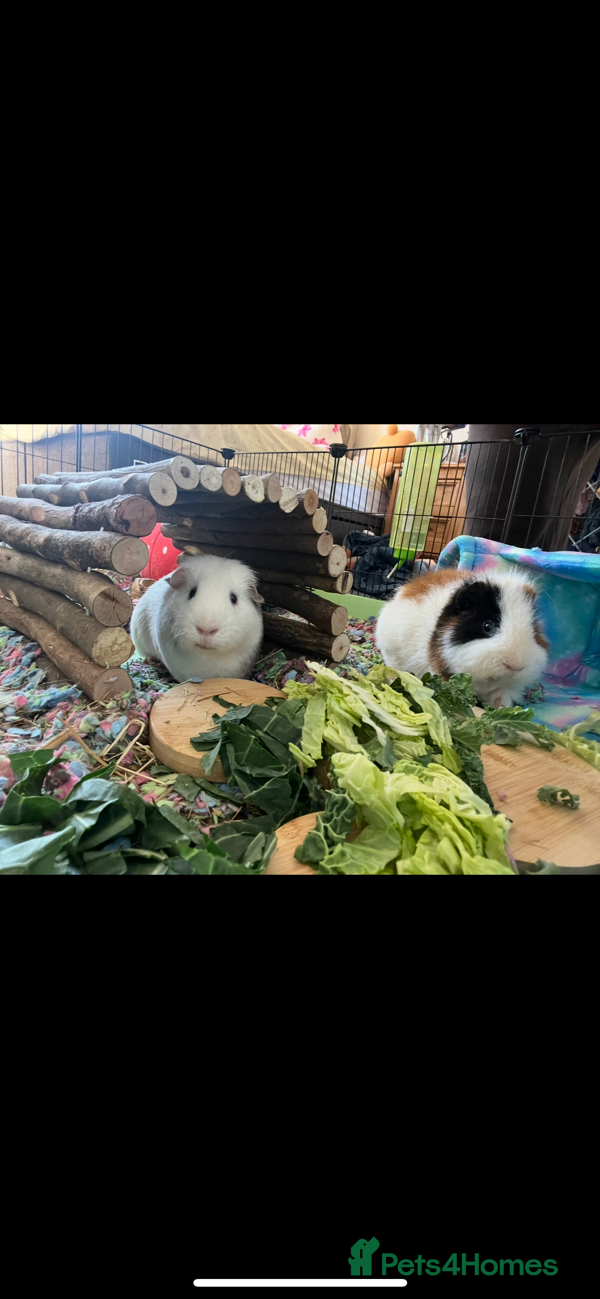 Guinea Pig rodents 2 male guinea pigs (2 years)+ cage +accessories  in Gloucester - Advert 2