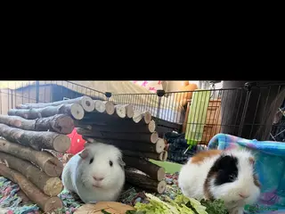 Guinea Pig rodents 2 male guinea pigs (2 years)+ cage +accessories in Gloucester - Advert 2