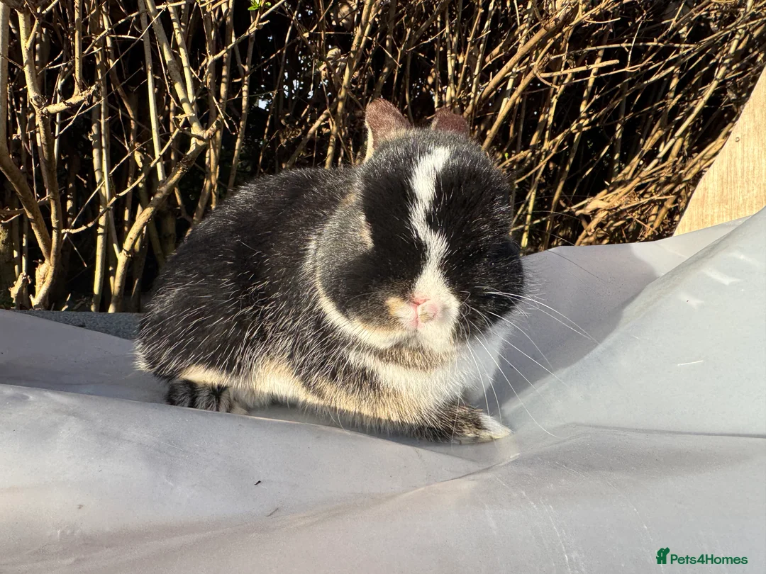 Netherland Dwarf rabbits for sale: Vienna Marked Black Otter Netherland Dwarf Boy - Advert 4