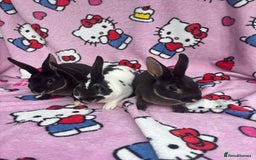 Rex rabbits for sale: Baby rex rabbits - ready to go - Image 1