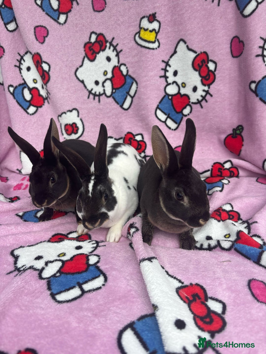 Rex rabbits for sale: Baby rex rabbits - ready to go - Image 1