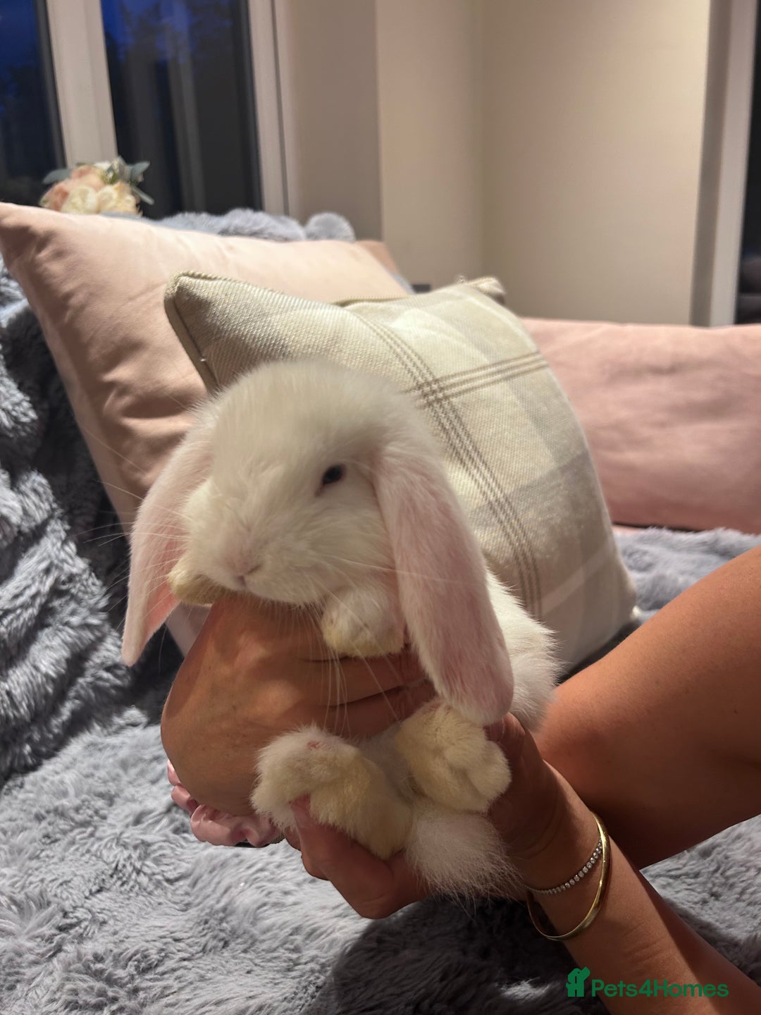 French Lop rabbits for sale: Pure bred French lop bunnies - Image 21