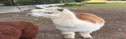 Alpaca livestock for sale: Alpacas for sale (breeding group) - Advert 4