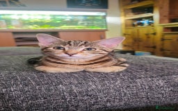 Bengal cats for sale: 2 bengal Cross sisters - Image 1